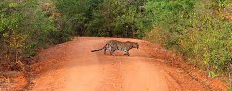 Leopard Trails Yala Hotel Exterior photo