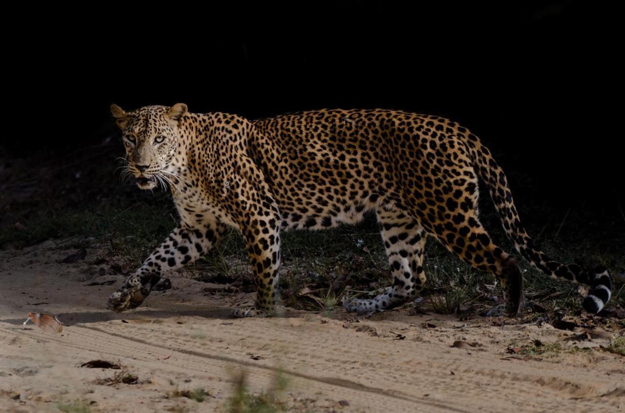 Leopard Trails Yala Hotel Exterior photo